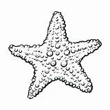 Sea Star Starfish Line Drawing Sketch Paintingvalley sketch template