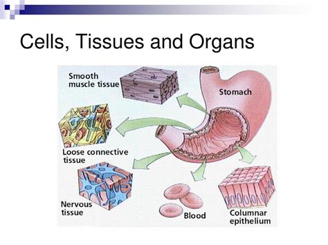 Ppt Organ Systems Introduction Cells Tissues Organs Organ Systems