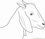 Printable Coloringpages101 Goats sketch template