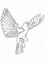 Dove Coloring Flying Drawing Bird Birds Fast Pages Line Flight Color Realistic Sketch Getdrawings Draw Kids Comments sketch template