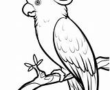 Coloring Cockatoo Pages Drawing Parrot Line Getdrawings Getcolorings Sheet Pencil Easy sketch template