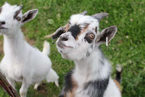 pygmy goats   dogs