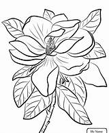 Coloring Flower Louisiana Pages Magnolia State Pelican Brown Bird Getcolorings Getdrawings Color sketch template