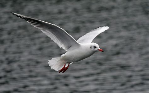 flying seagull wallpaper