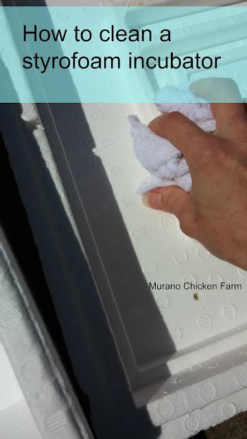 clean  styrofoam incubator murano chicken farm
