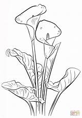 Calla Coloring Lily Flower Printable Drawings Lilies Sketches Pages Drawing Draw Choose Board Colouring sketch template
