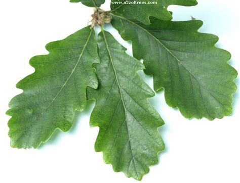 identify  oak trees