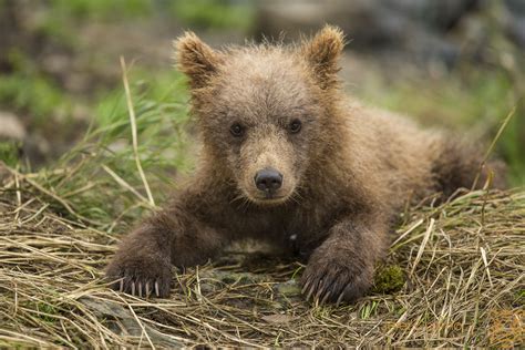 cute brown bear cub fm forums