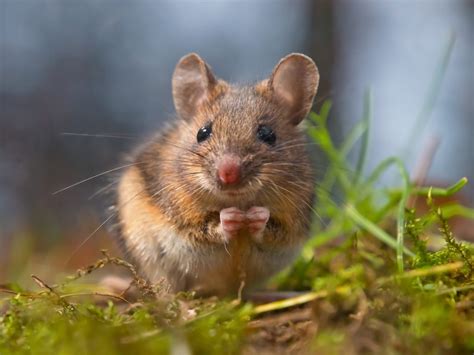 guide  field mice effective wildlife solutions