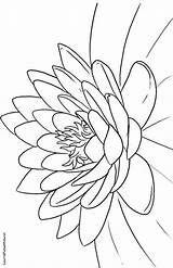 Seerose Seerosen Kleurplaat Lotusbloem Malvorlage Zeichnungen Schablonen sketch template