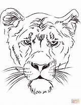 Lioness Coloring Head Pages Lions Drawing Lion Printable Kids Paper Main Drawings Dot sketch template