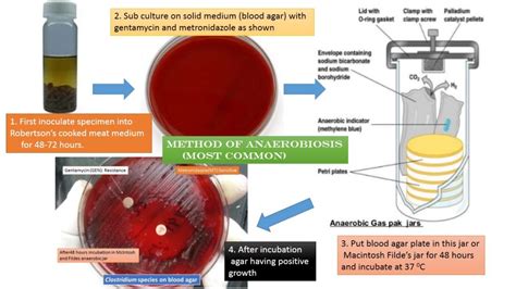 anaerobiosis methods introduction  types