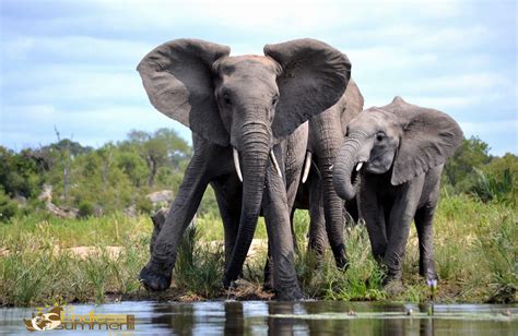 the kruger park in 10 photos endless summer tours
