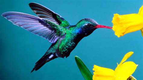 hummingbirds magic   air pbs  natural history nature documentary