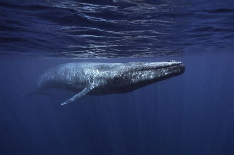 welcher ist der groesste wal whale  dolphin conservation