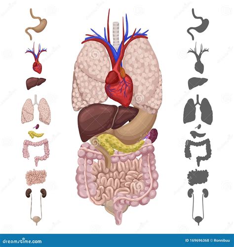 organe im menschlichen koerper eine reihe von symbolen und silhouetten interner organe vektor