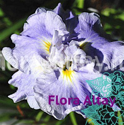 iris mechevidnyy wave action flora altay