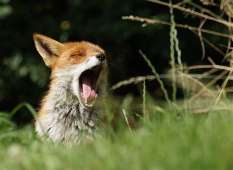 british wildlife centres native  natural photography competition