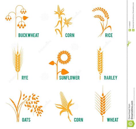 agricultural crops concept  organic products label harvest  farming grain bakery