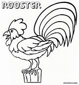 Rooster Colorings Coloringway sketch template