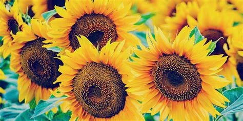 tips  tricks        sunflowers