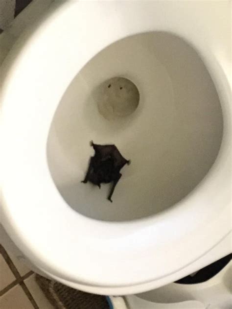 i opened the toilet to take my morning piss and found a