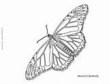 Coloring Butterfly Monarch Pages Impressive Kids Cycle Life Funchap Mycoloringland Popular sketch template