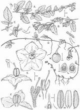 Baret Jeanne History Species Celebrating Month Woman Man Who Named Women Bohs Tepe Ridley Overlooked Contributor Solanum Botany sketch template