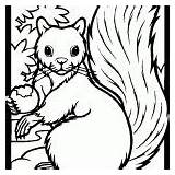 Squirrel Coloring Pages Everfreecoloring Printable Print sketch template