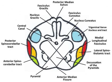 medulla oblongata internal structure vasculature teachmeanatomy