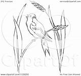 Grass Bobolink Wheat Bird Outlined Coloring Clipart Cartoon Picsburg Vector Royalty sketch template