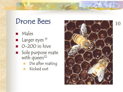 life cycle  honeybees powerpoint    id