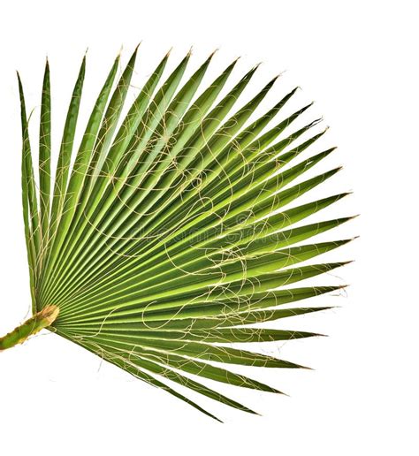 palm leaf stock photo image  leaf background closeup
