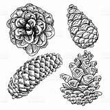 Pine Cone Coloring Drawing Drawings Pinecone Line Cones Tree Stock Getdrawings Pages Set Fir Sketch Doodle Sketchy Royalty Draw Martin sketch template