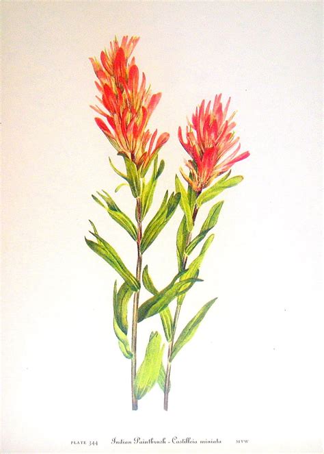 fresh pict indian paintbrush coloring page    flower