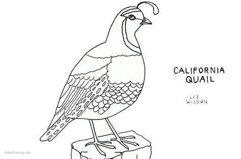 california quail coloring page sketch coloring page
