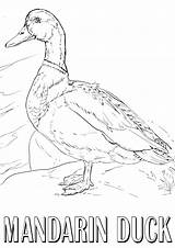 Coloring Pages Duck Mandarin sketch template