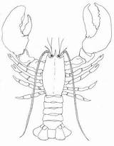 Lobster Outline Draw Coloring Claw Lobsters Drawing If Regenerate Will Sheet Fun Drawings Realistic Cartoon Life Broken Off But Takes sketch template