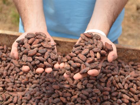 cacao beans cocoa beans buy  costa rica
