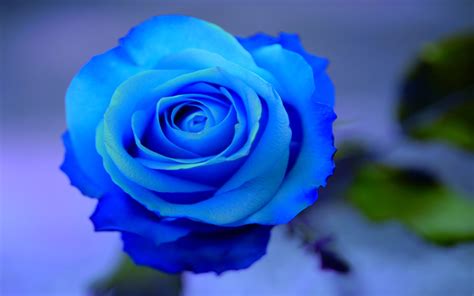 blue rose flowers flower hd wallpapers images pictures tattoos  desktop background