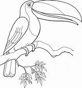 Toucan Bird Tukan Toco Toucans Kolorowanki Dla Coloringbay Designlooter Sheets sketch template