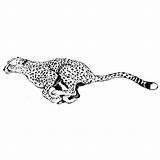 Guepardo Correndo Guepardos Cheetah Dibujo Colorir Chita Buscar Leopardo Pantera Animales Elusivo Tudodesenhos Piercings Felinos sketch template