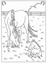 Manege Paarden Kleurplaat Paard Veulen Cavalos Tekeningen Paradijs Knutselen Cavalo Pferde 2400 Nore sketch template