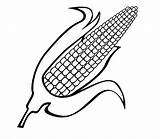 Milho Desenhar Maize Stalk sketch template