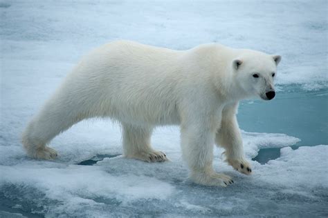 interesting facts  polar bears expeditions