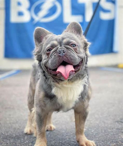 fluffy frenchie  long haired french bulldogs purebred