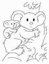 Koala Coloring Bear Color Pages Outline Kids Baby Colouring Clipart Clip Library Popular Printable Coloringhome Comments Books sketch template