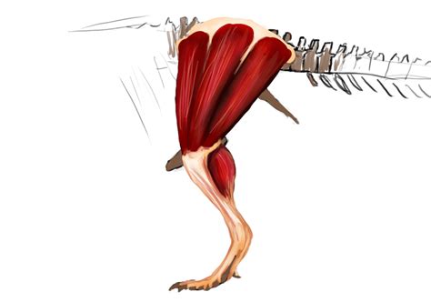 ornithodire art references art corner   theropod legs