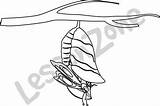 Chrysalis Butterfly Clipart Cocoon Drawing Clipground Getdrawings sketch template