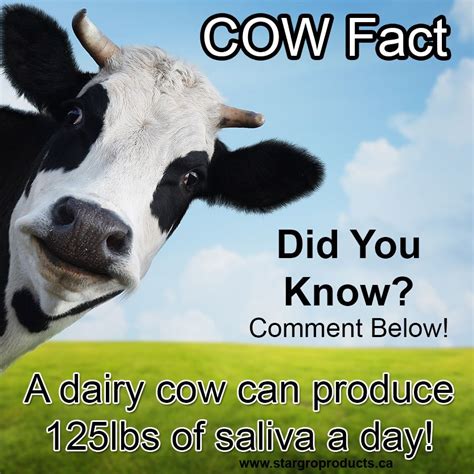 Cow Fact A Dairy Cow Can Produce 125lb Of Saliva Per Day